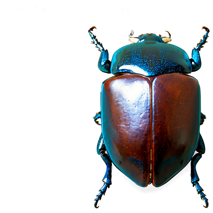 Beetle Expedition Photo Png Tal