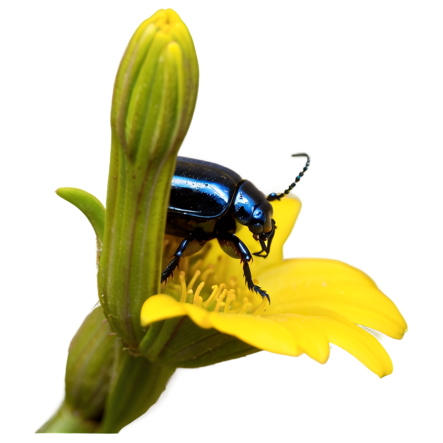 Beetle On Flower Macro Png Cxi