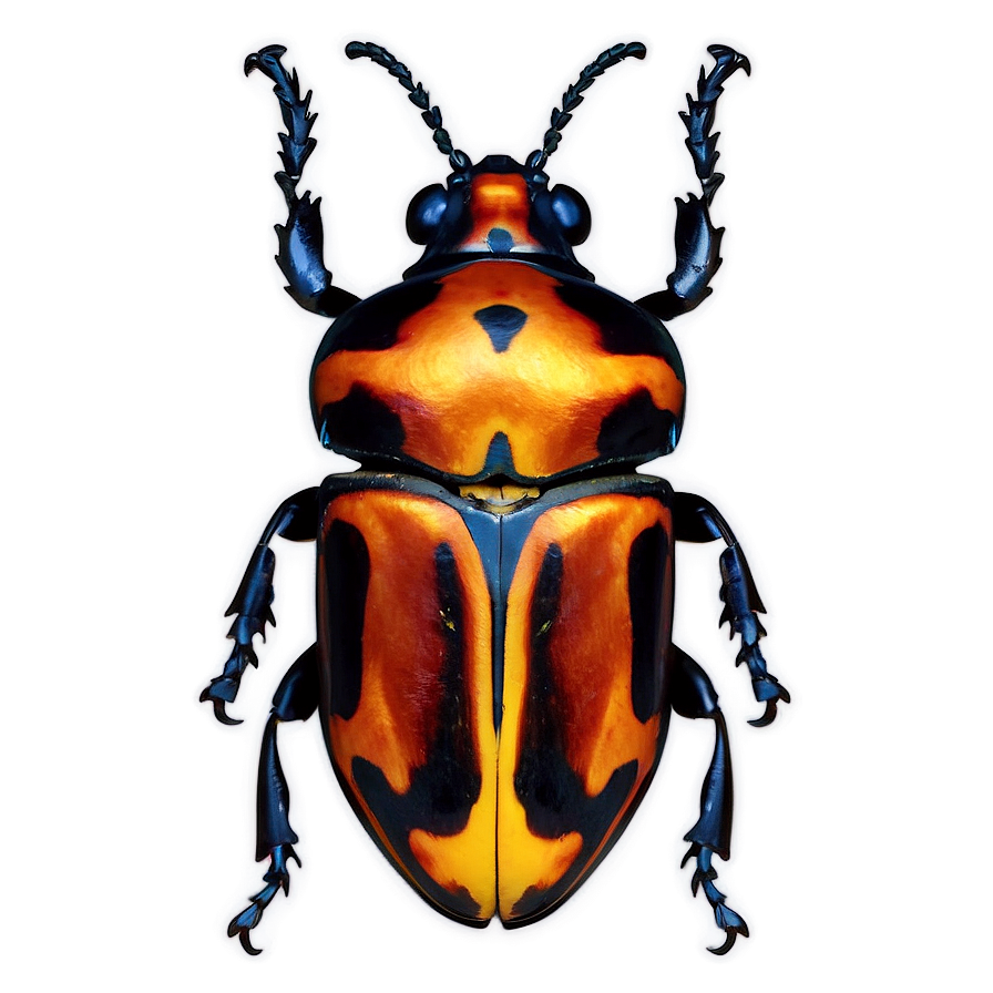 Beetle Species Chart Png 20