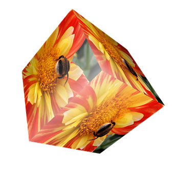 Beetleson Flowers Cube PNG image with a transparent background, free high-resolution download
