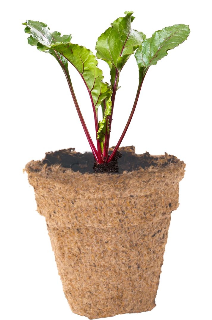 Beetroot Seedlingin Biodegradable Pot