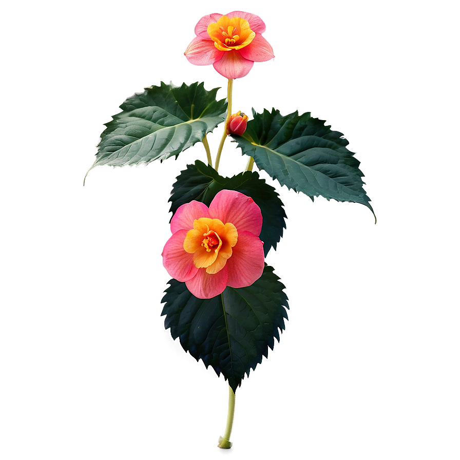 Begonia Flower Art Png 05252024