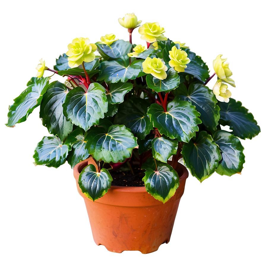 Begonia Flower Bush Png 06122024