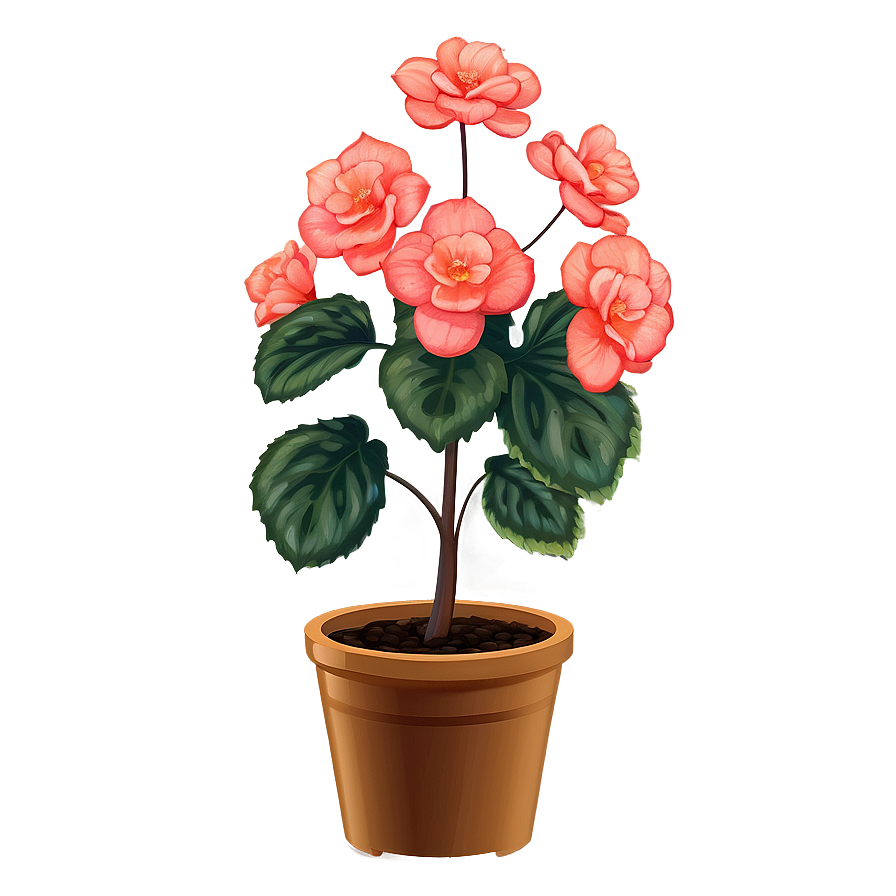 Begonia Flower Bush Png Aiq27