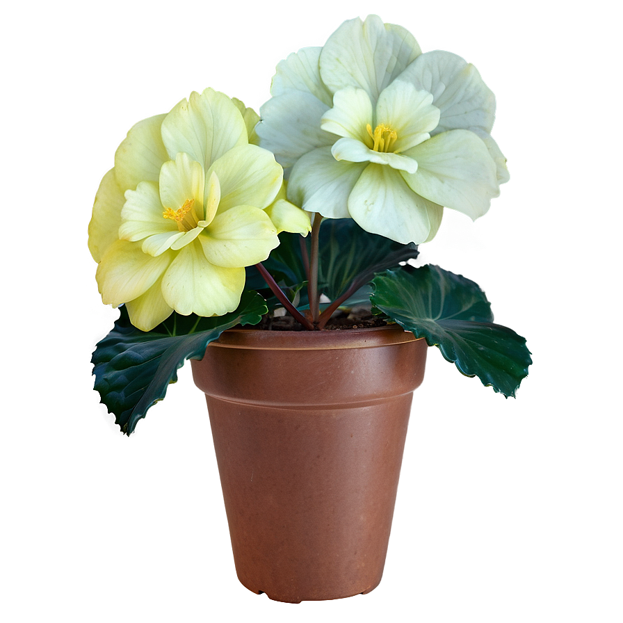 Begonia Flower Bush Png Fhk