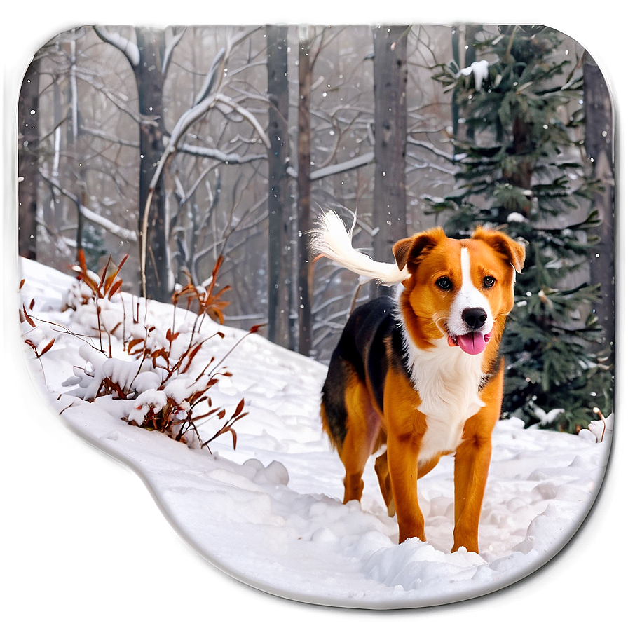 Bella In The Snow Png Inq