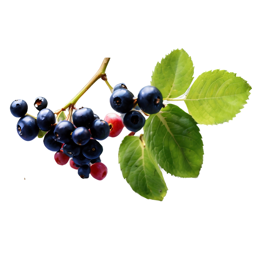 Berries on Vine PNG 06122024 PNG with transparent background