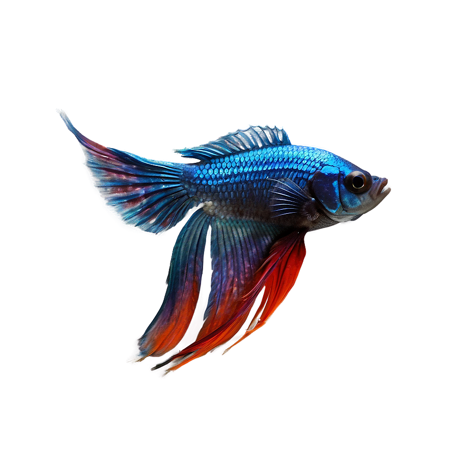 Betta Fish Png 04292024