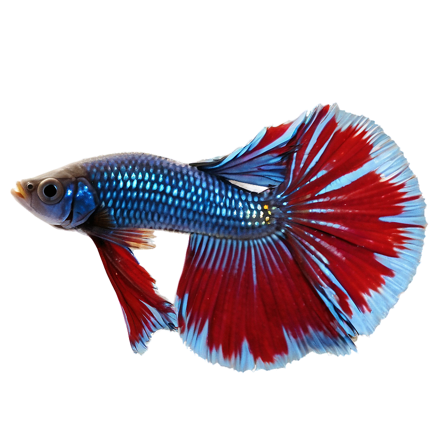 Betta Fish Png 21