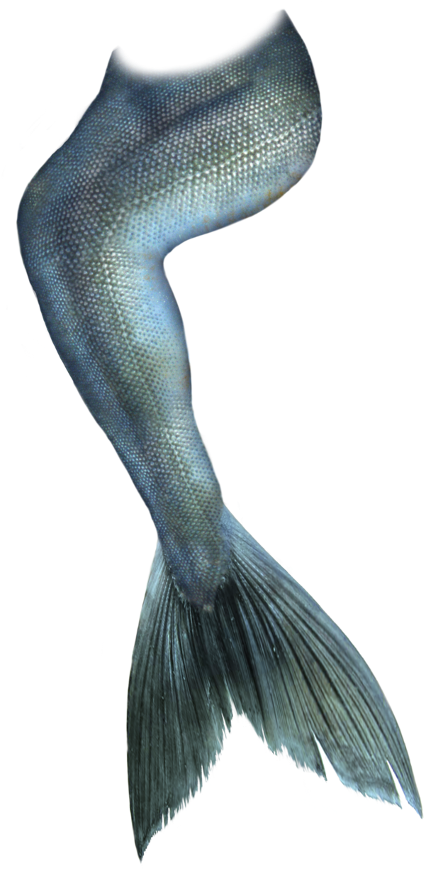 Betta Fish Tail Closeup.png