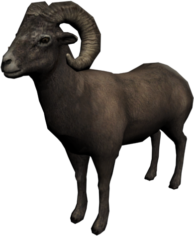 Bighorn Sheep Profile