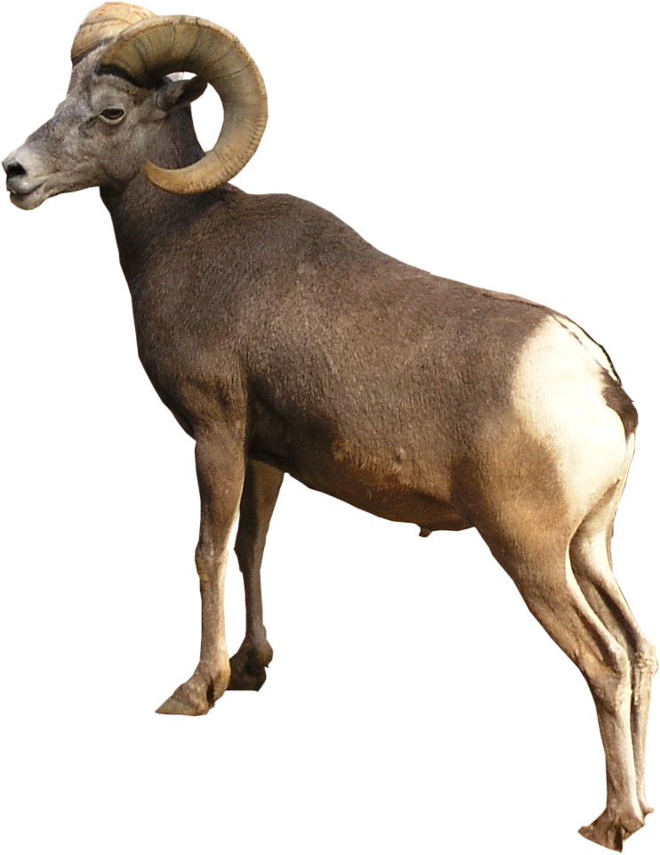 Bighorn Sheep Standing Profile