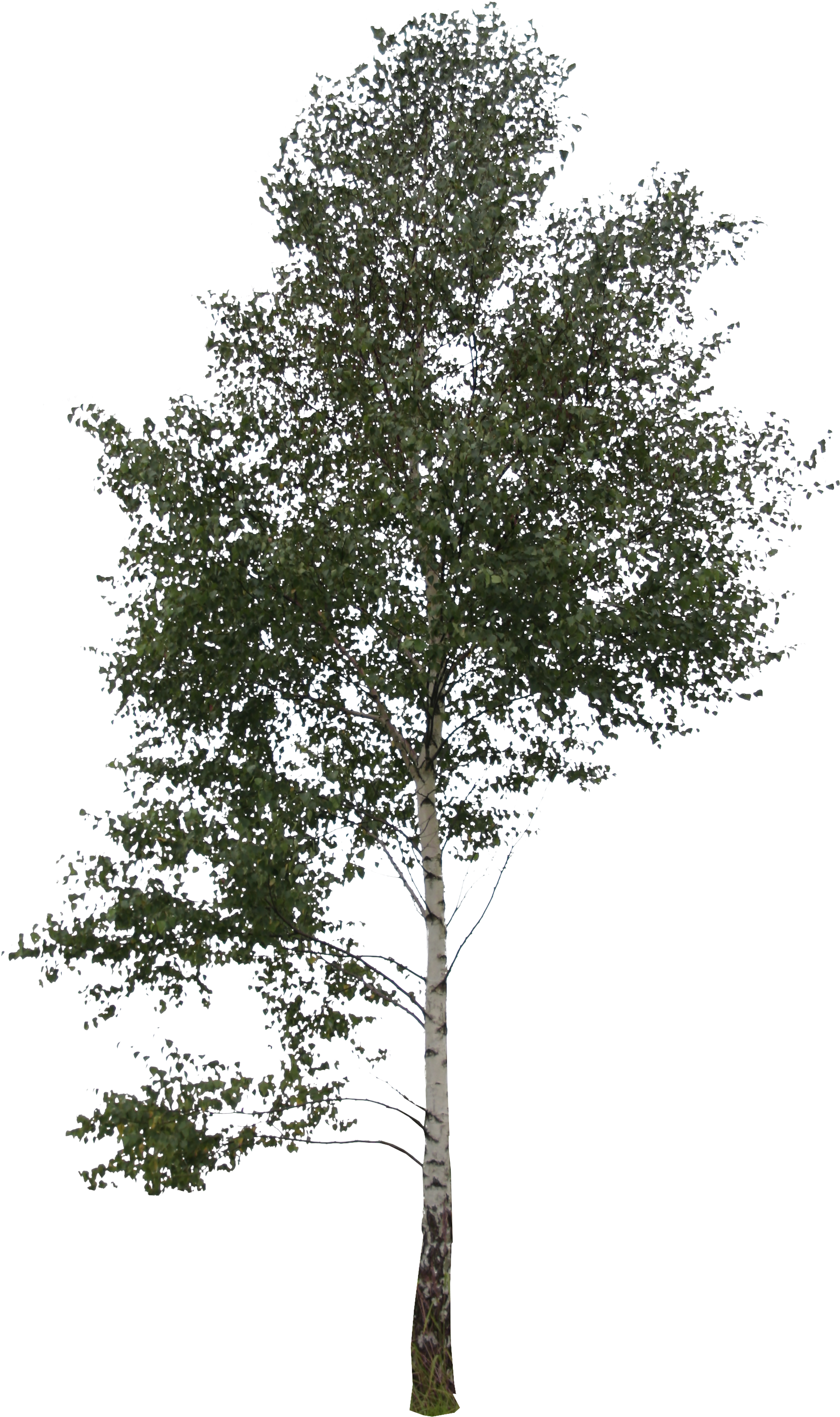 Birch Branch Png, Transparent Png PNG with transparent background