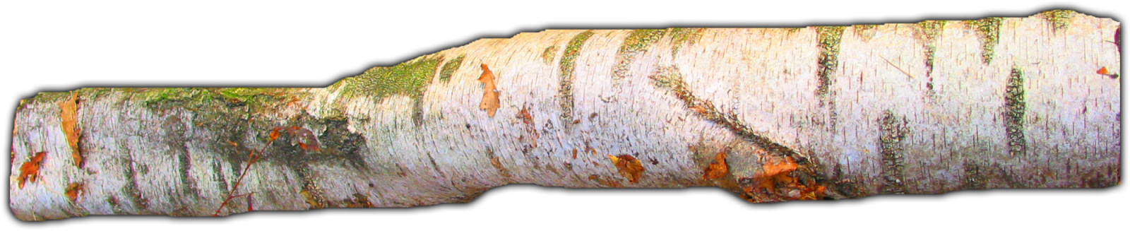 Birch Tree Branch Texture PNG with transparent background