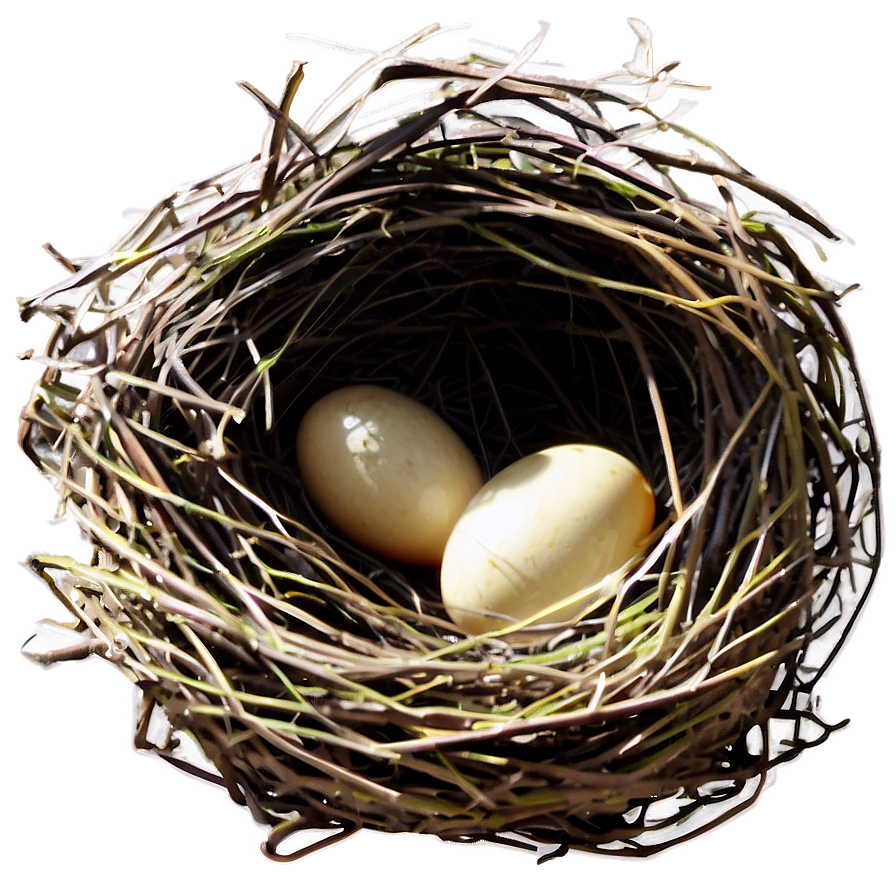 Bird Nest Illustration Png Nbb