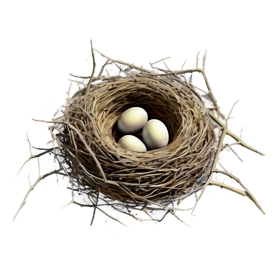 Bird Nest Illustration Png Ump