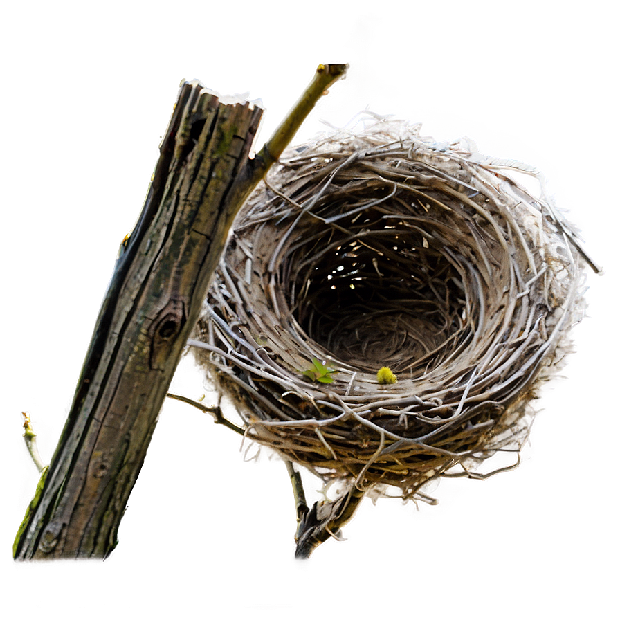 Bird Nest in Tree PNG xch PNG image with a transparent background, free high-resolution download