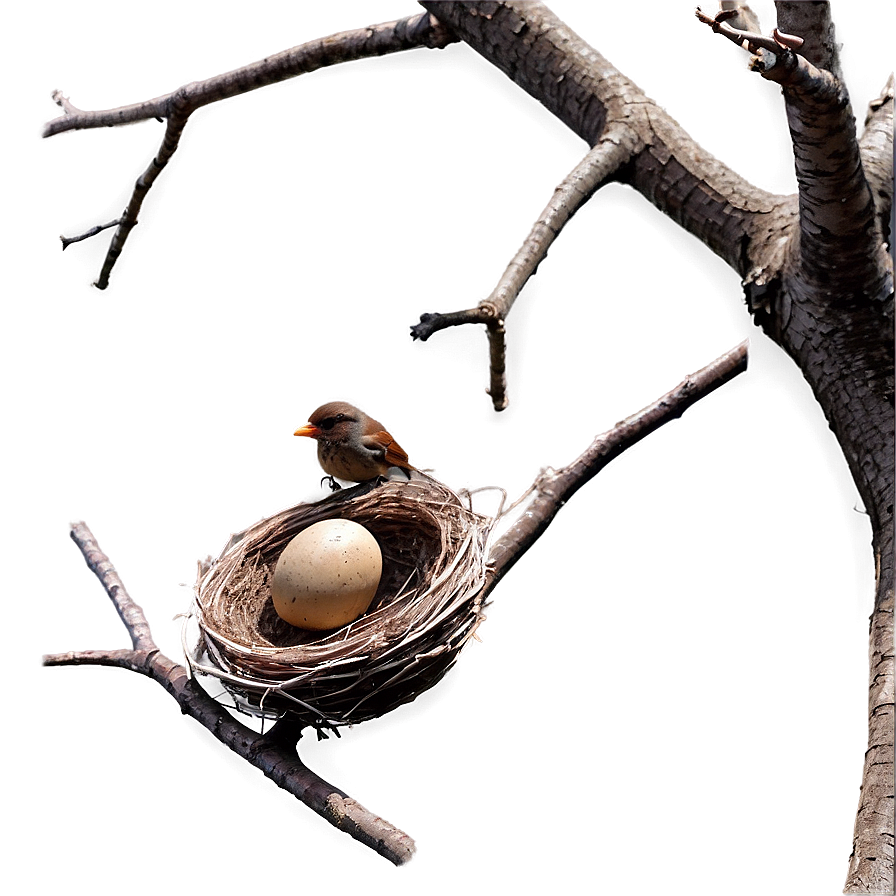 Bird Nest on Branch PNG 67 PNG image with a transparent background, free high-resolution download