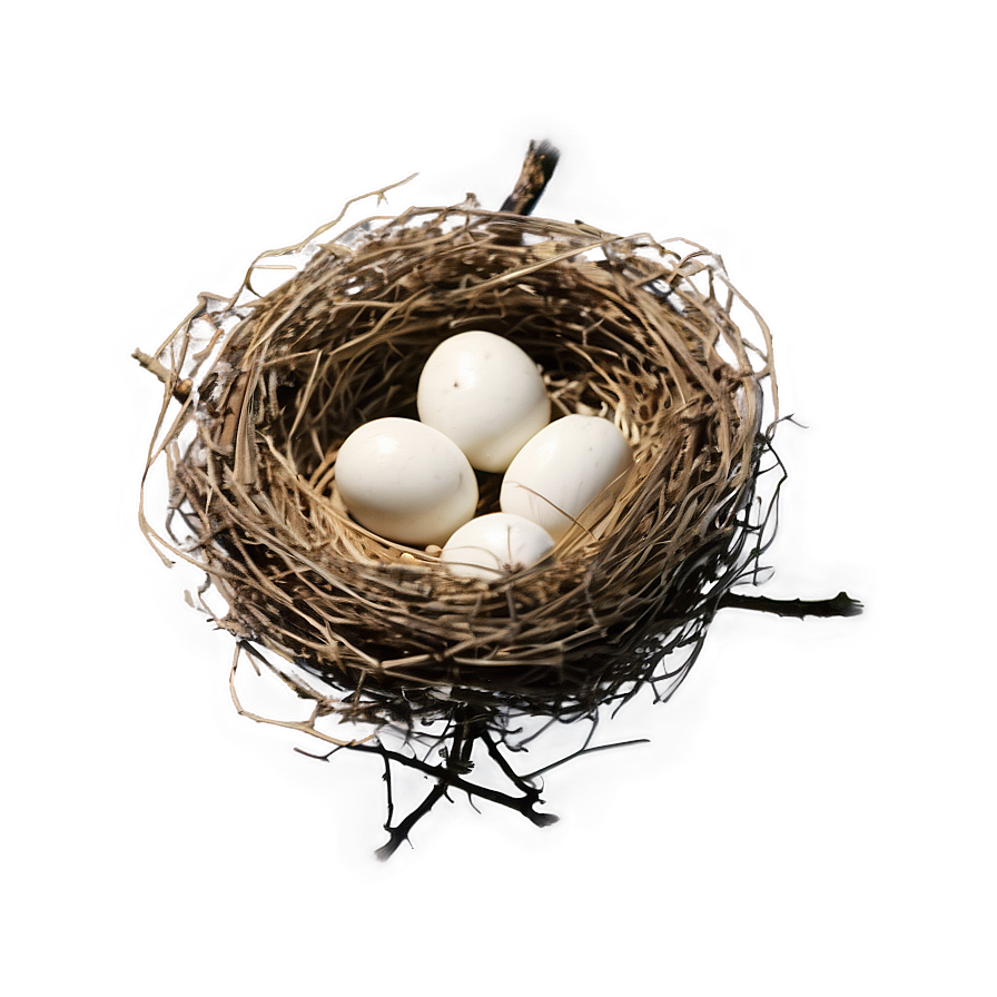 Bird Nest On Branch Png Ppn