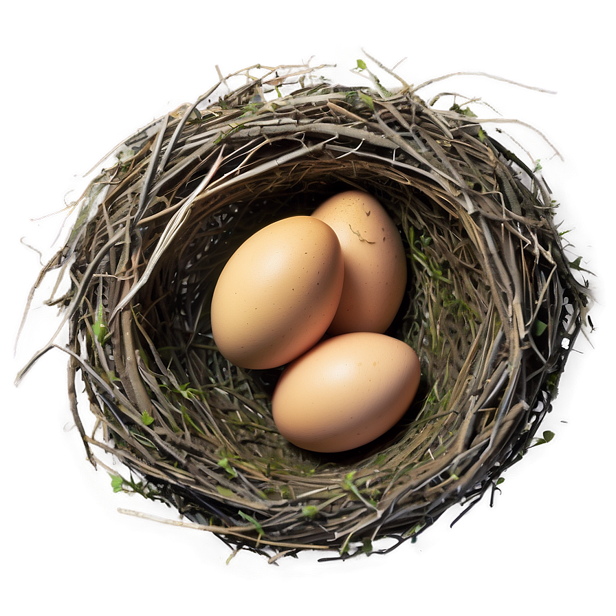 Bird Nest with Eggs PNG shg74 PNG image with a transparent background, free high-resolution download