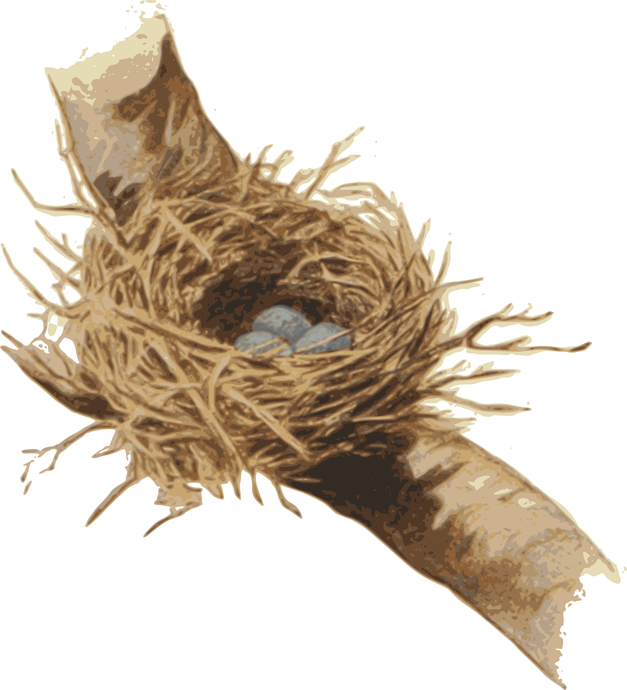 Nest,bird Nest,plant - Root, HD Png Download PNG image with a transparent background, free high-resolution download
