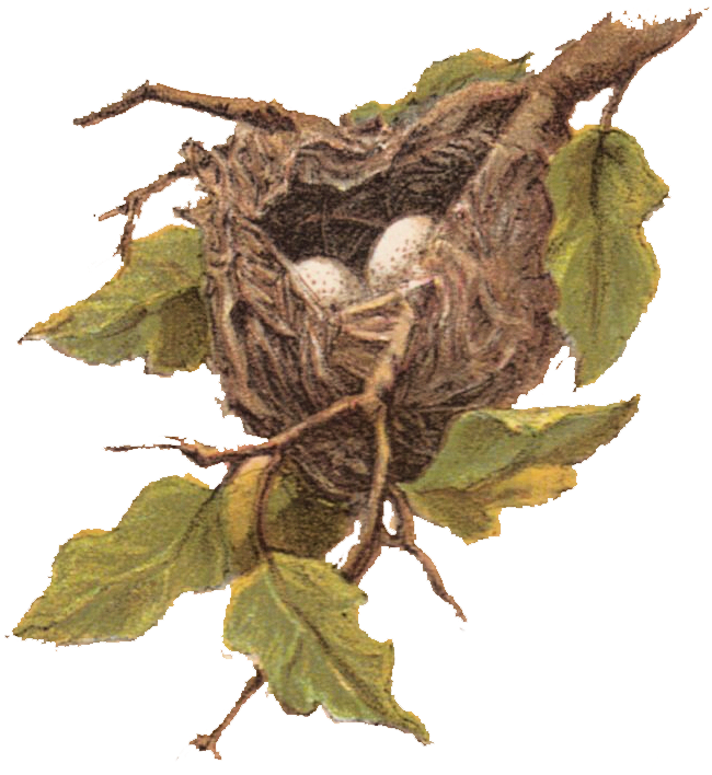 Nest On A Tree Png - Bird Nest Clip Art, Transparent Png PNG with transparent background