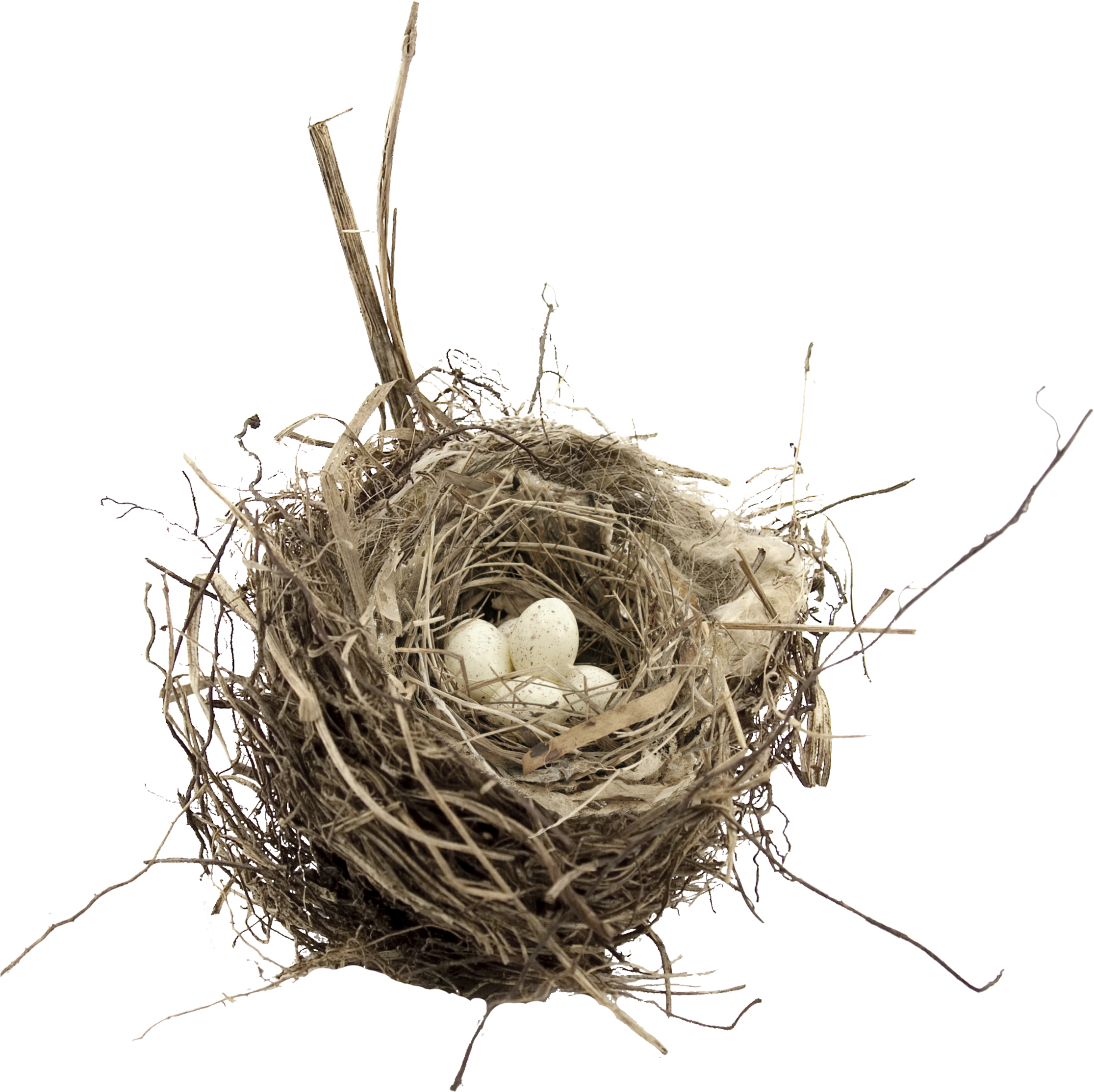 Bird Nest Transparent , Png Download - Birds Nest Transparent Background, Png Download PNG image with a transparent background, free high-resolution download