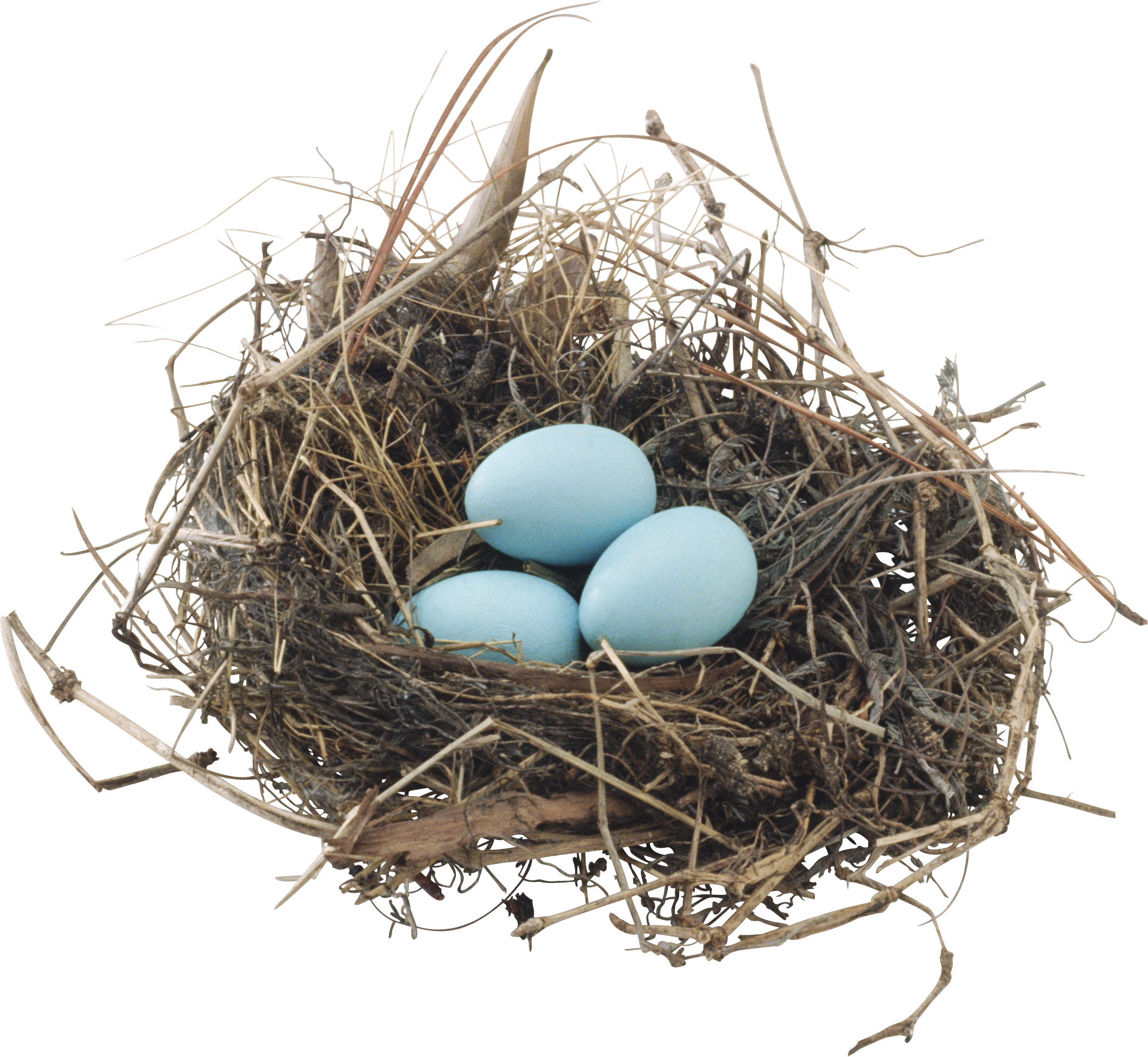 Bird Nestwith Three Eggs.png