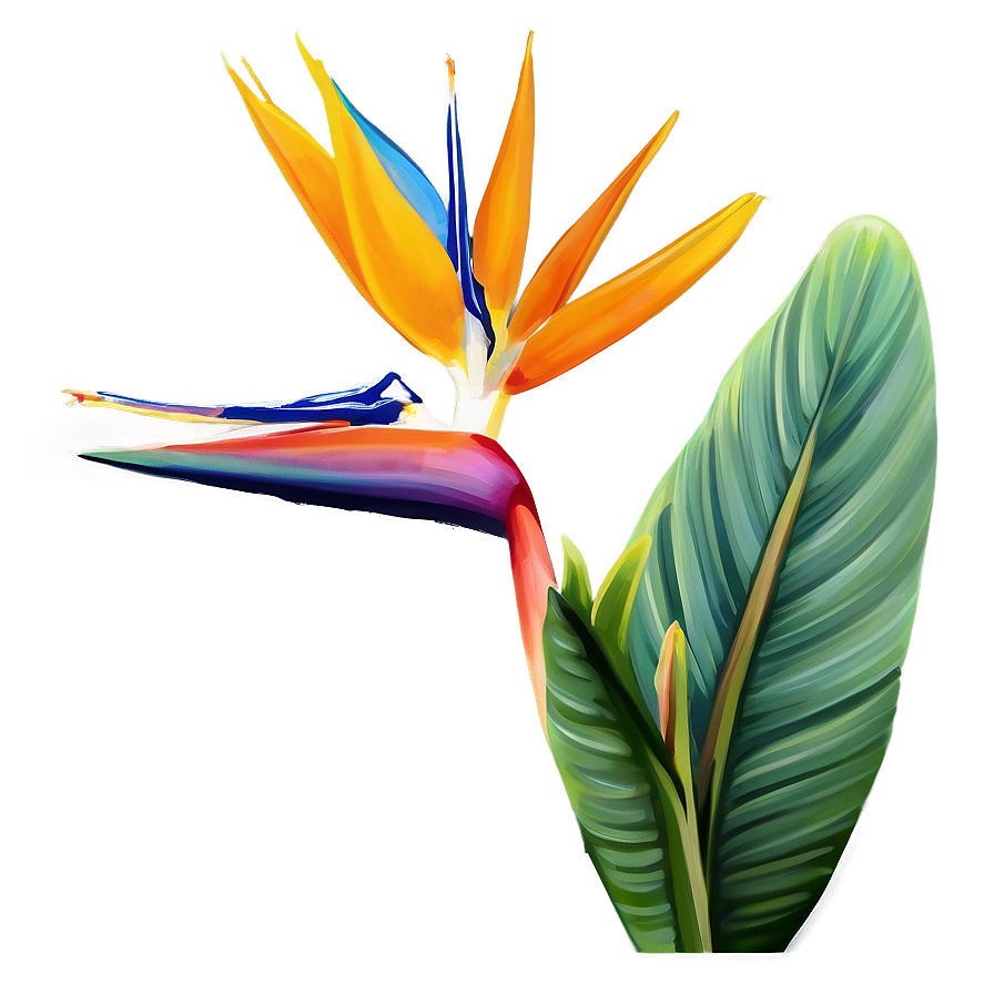 Bird Of Paradise Botanical Print Png 60