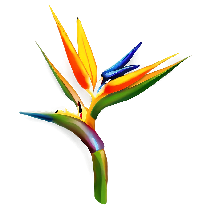 Bird Of Paradise Clipart Png 73