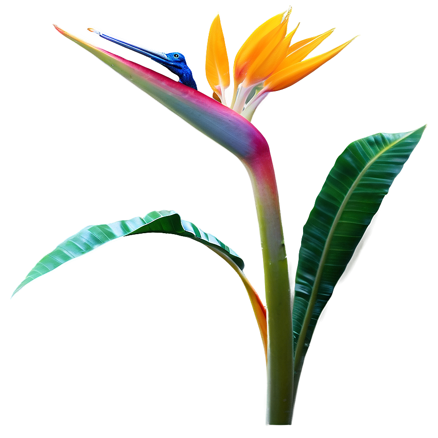 Bird Of Paradise Garden Png 06212024