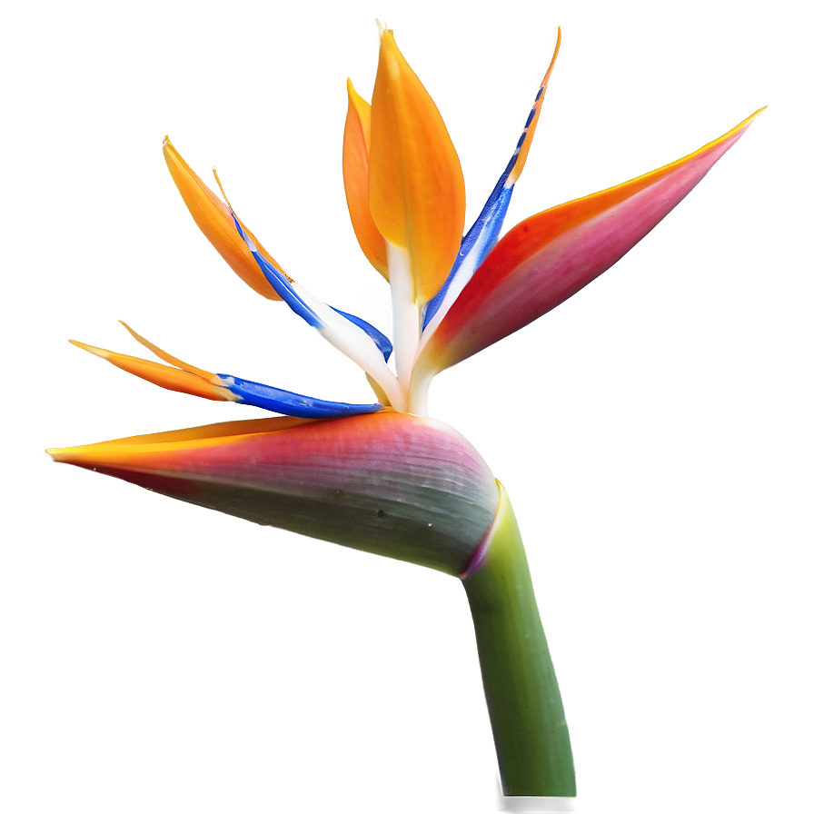 Bird Of Paradise In Bloom Png Cpv