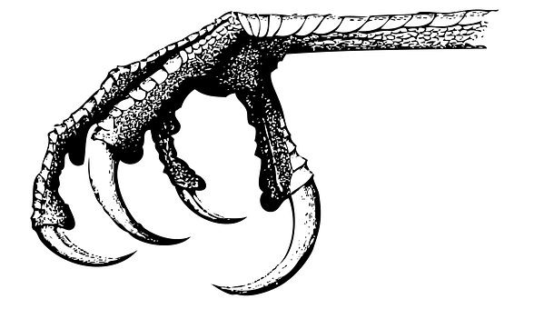 Bird Talon Illustration PNG with transparent background