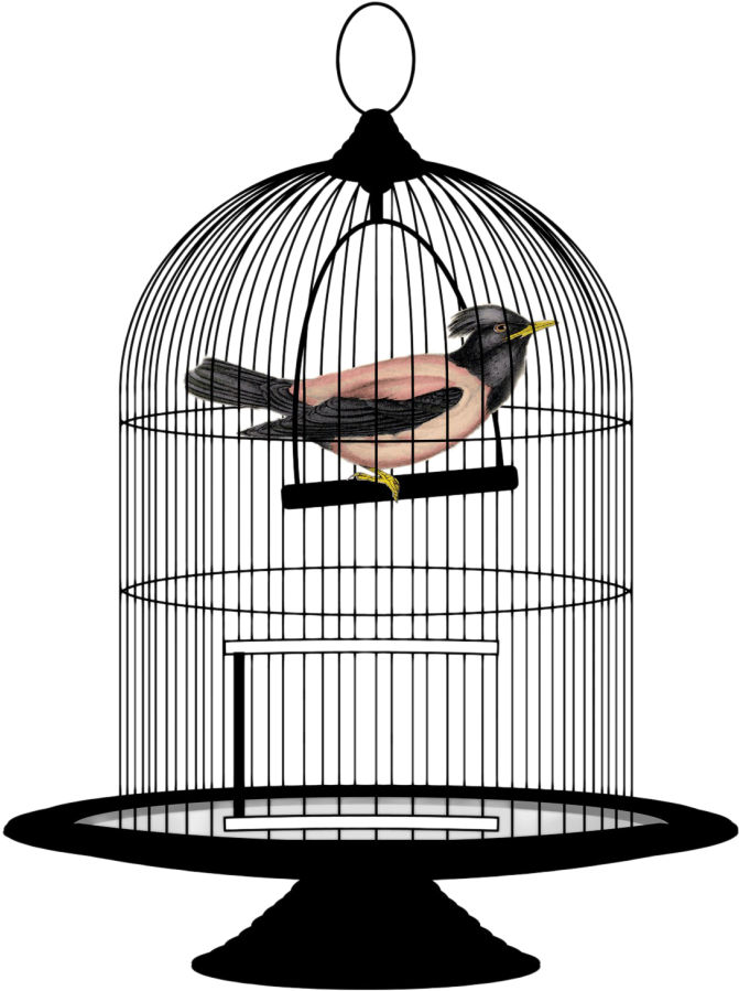 Bird In A Cage Png, Transparent Png PNG with transparent background