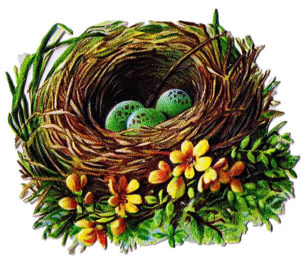 Transparent Nest Clipart - Printable Images Of Bird Nests, HD Png Download PNG with transparent background