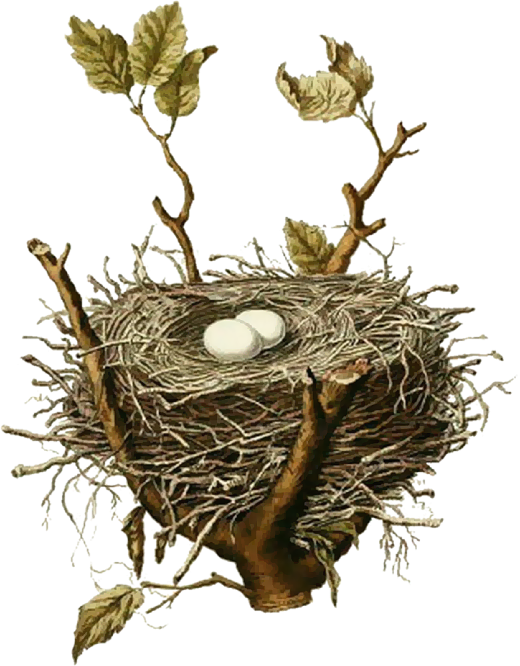 Easy Free Pictures Of Birds Nests Bird Nest House Sparrow - Vintage Bird Nest Illustration, HD Png Download PNG with transparent background