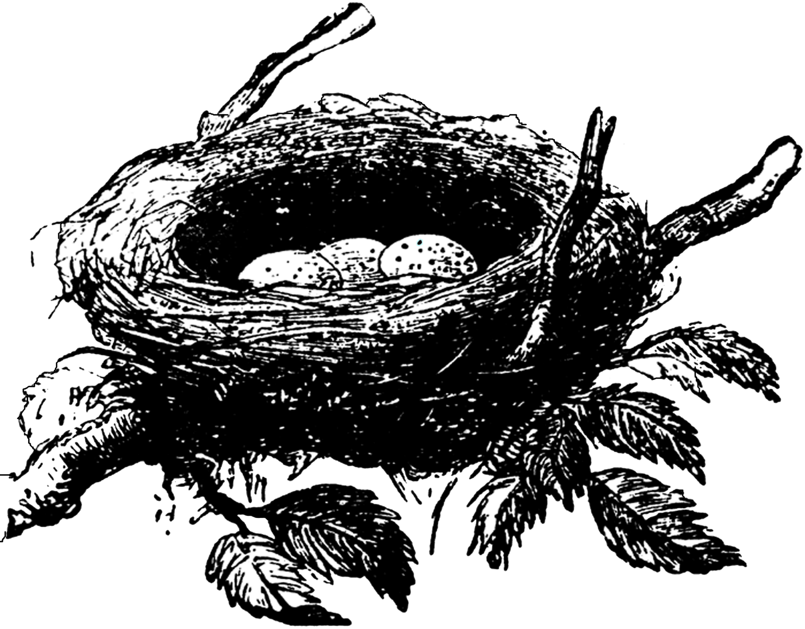 Bird Nest Nest Outline Clipart, HD Png Download PNG image with a transparent background, free high-resolution download