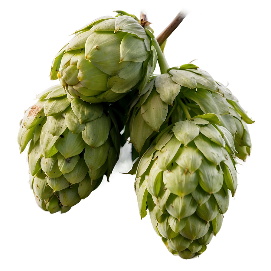 Bitter Hops Variety Png 71