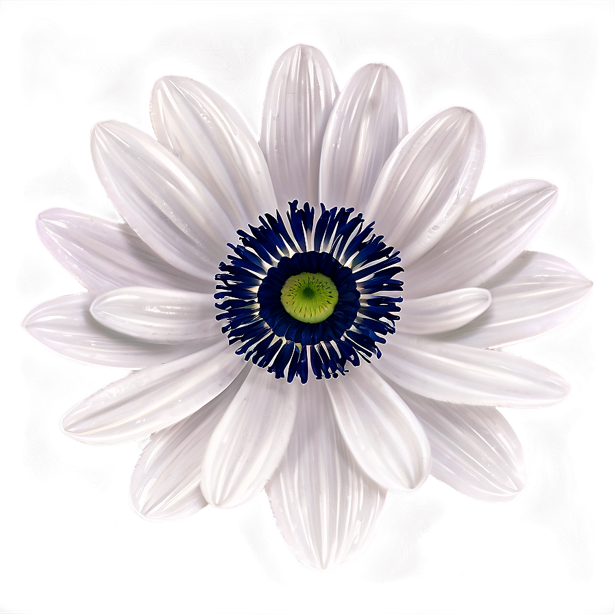 Black And White Anemone Png Dvk60