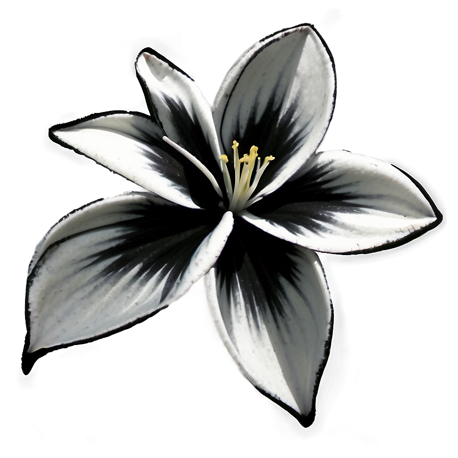 Black And White Bloom Png 06282024