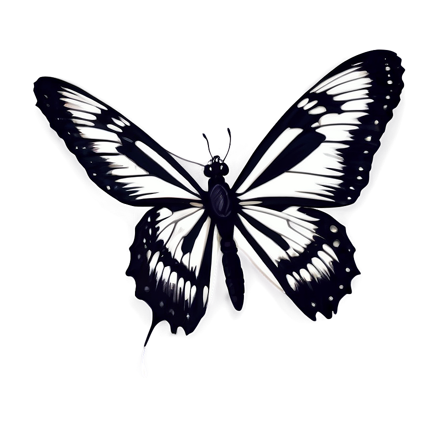 Black And White Butterfly Png 06252024