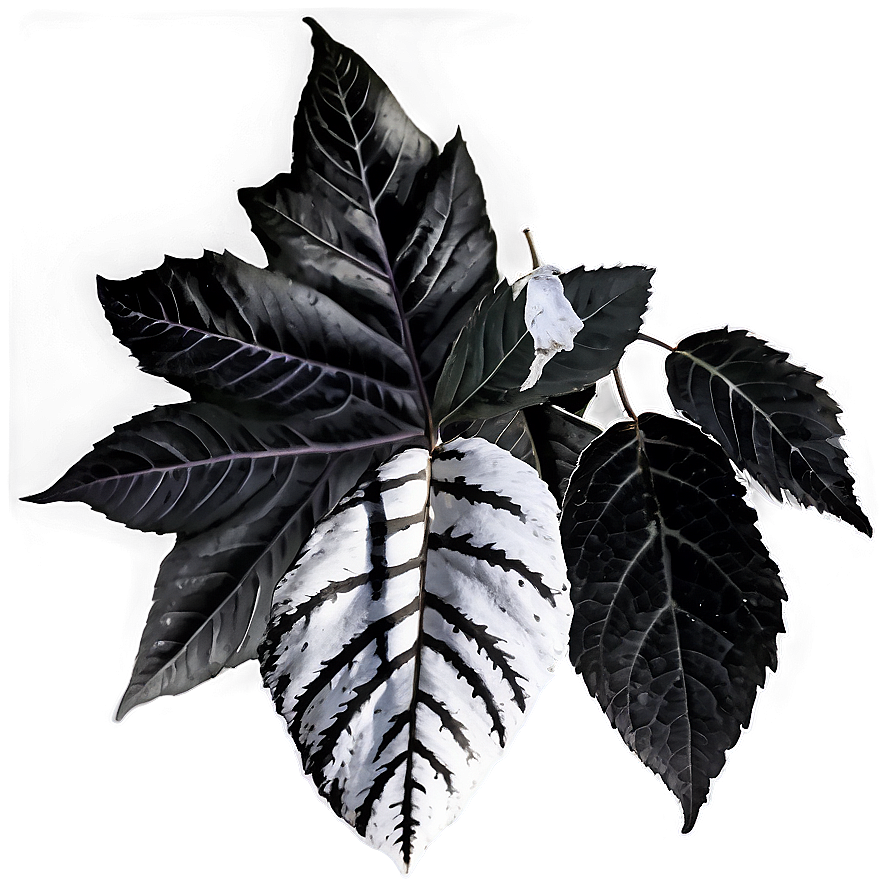 Black And White Fallen Leaves Png 63