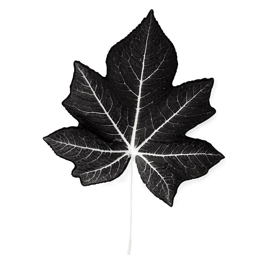 Black And White Fallen Leaves Png Dyw2