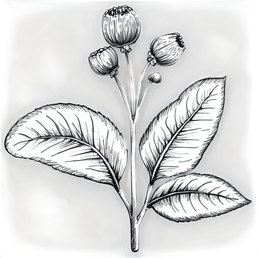 Black And White Flower Sketch Png 05252024