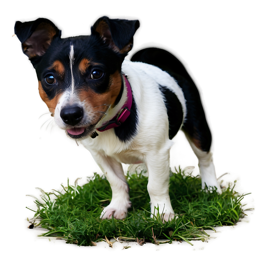 Black And White Jack Russell Png 06292024