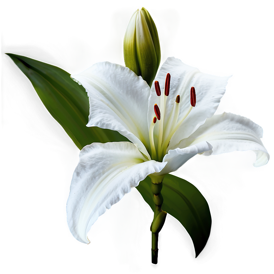 Black And White Lilies Png Eaf39