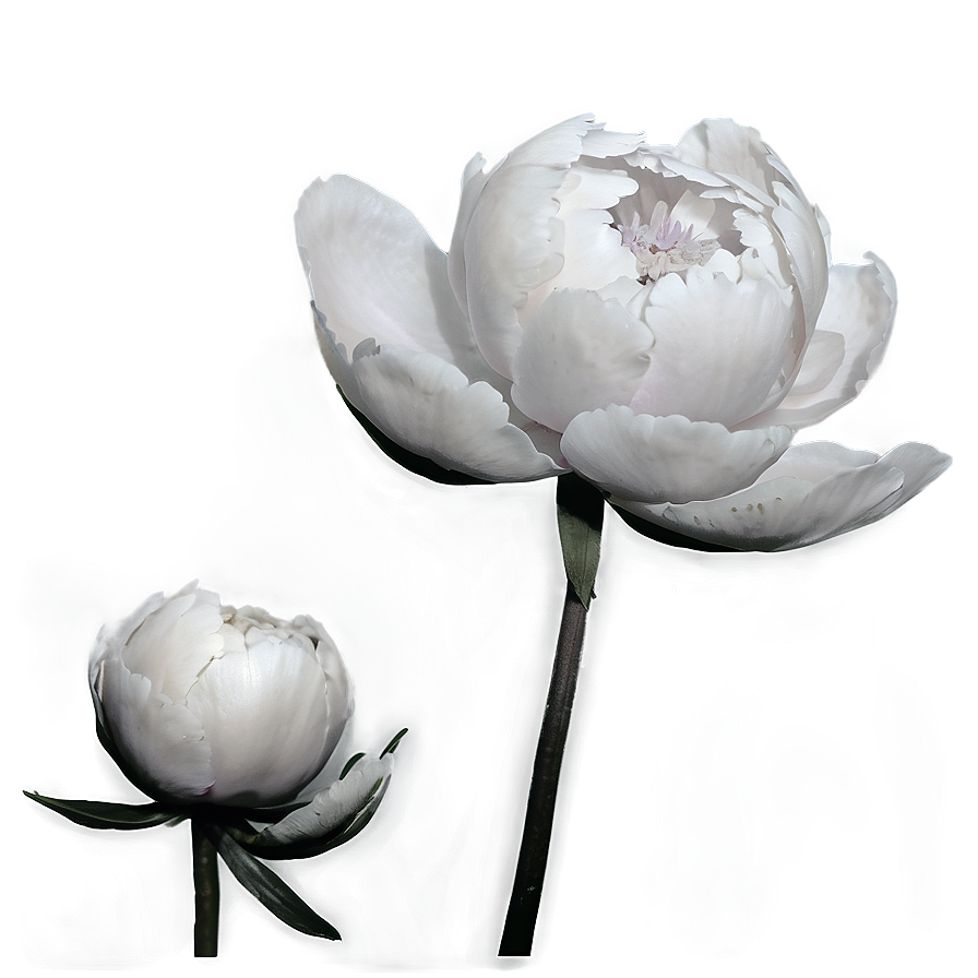 Black And White Peony Png Why