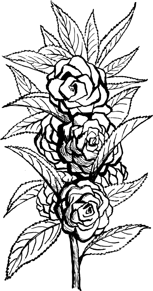 Black And White Rose Sketch PNG image with a transparent background, free high-resolution download