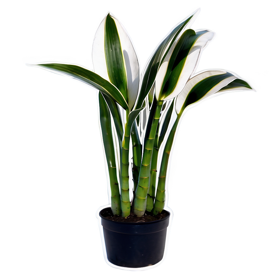 Black And White Snake Plant Png 63