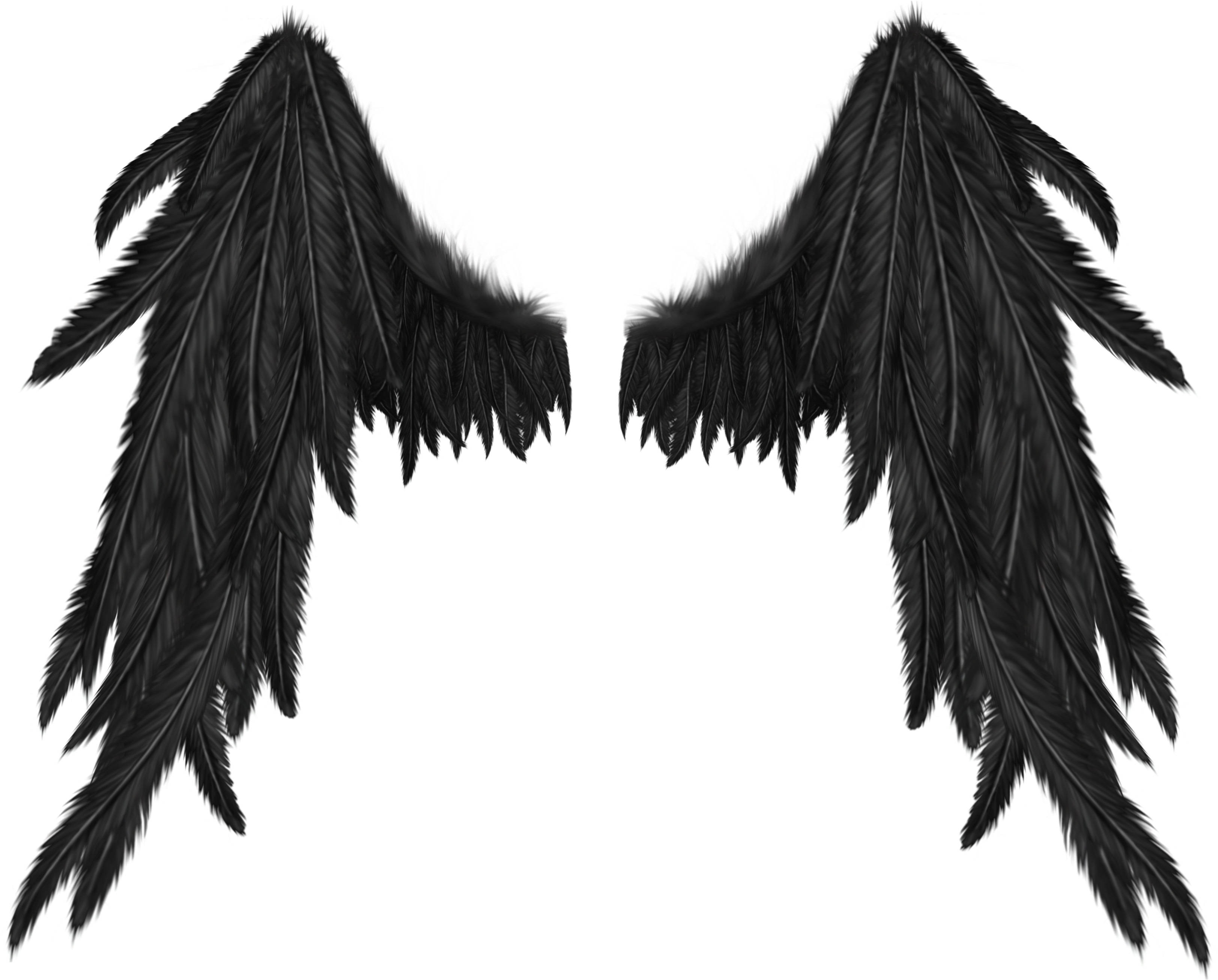 Black Angel Wings Spread